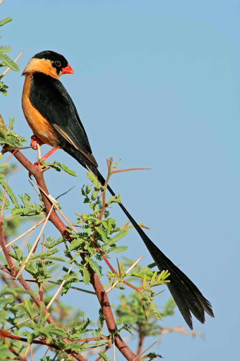 A male Shaft-tailed Whydah in breeding plumage.