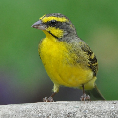 Yellow-fronted Canary
