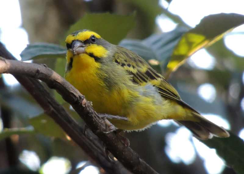 Yellow-fronted Canary