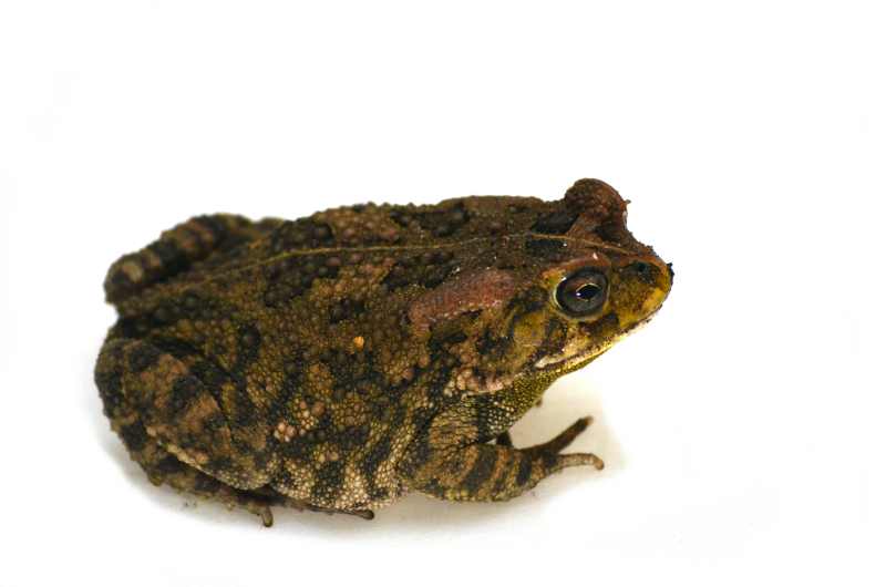 Guttural Toad in the photo studio