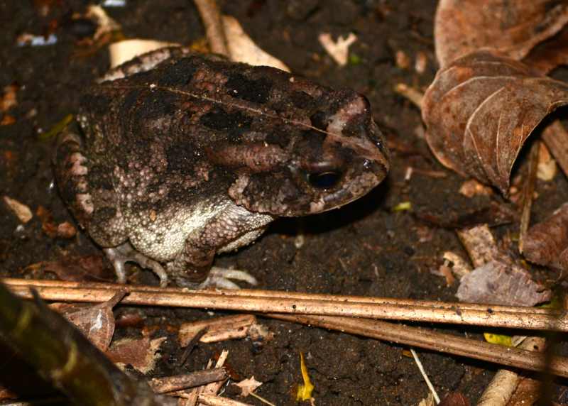 A Guttural Toad finds its way through the undergrowth