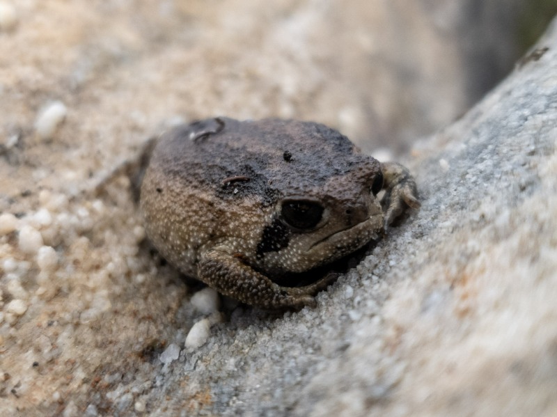 Cape Mountain Rain Frog