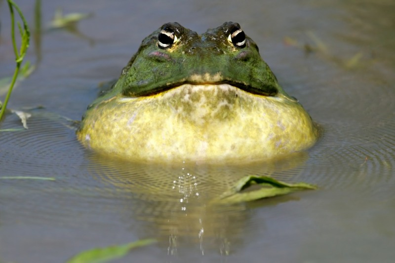 Giant Bullfrog