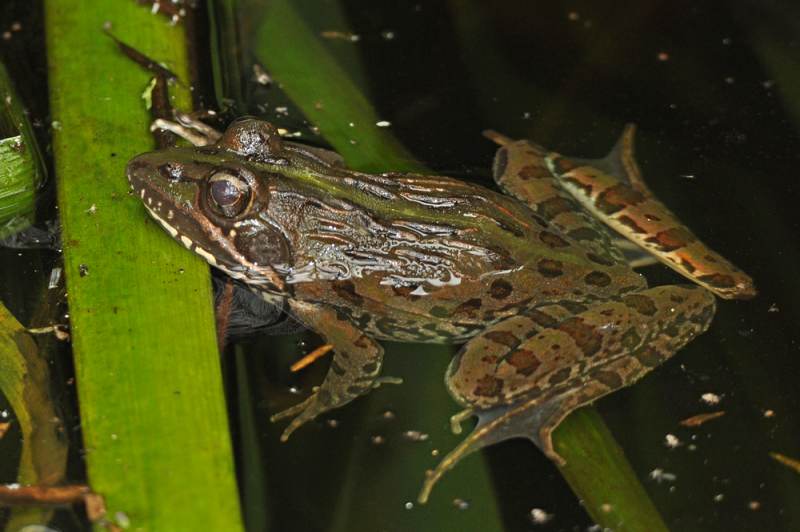 Common River Frog