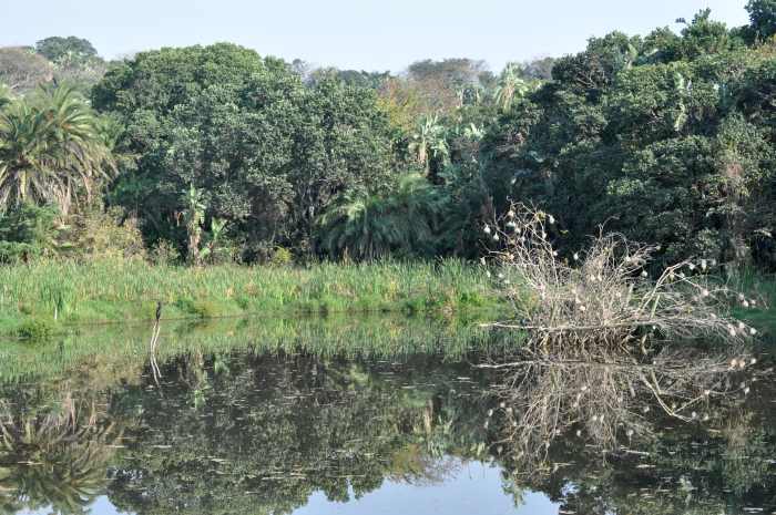 The little dam in Kenneth Stainbank Nature Reserve is a relaxing place to spend some time