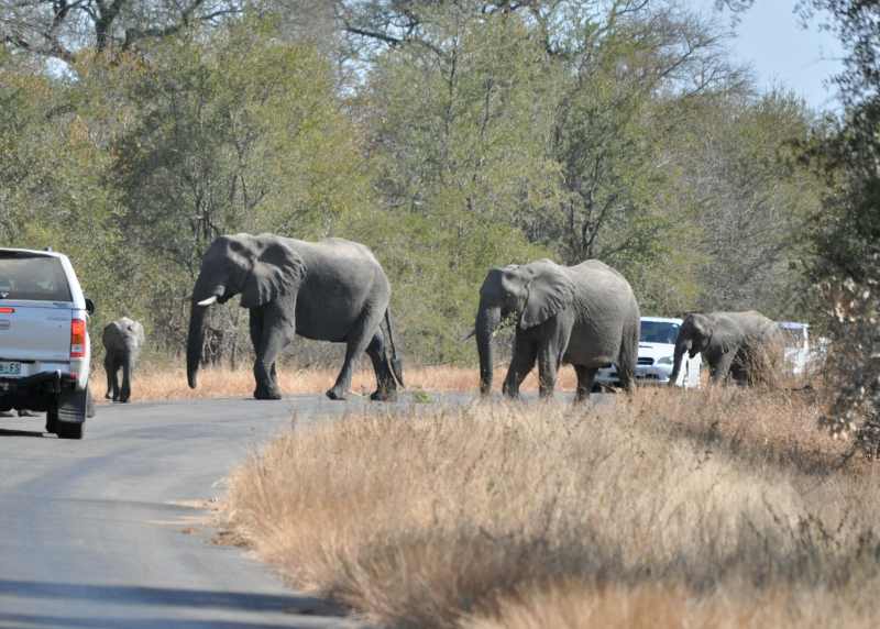 Elephants in Kruger National Park