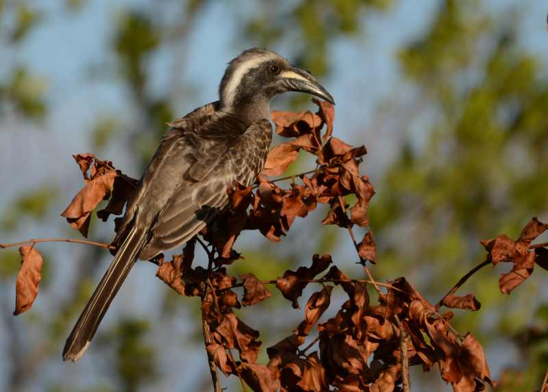 African Grey Hornbill