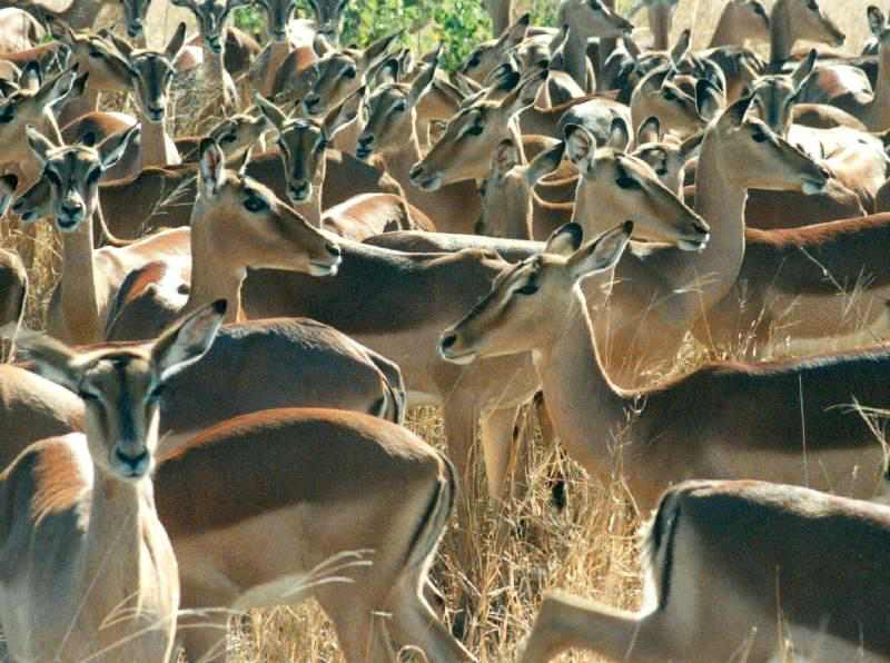 Impala herd