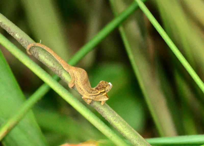 KwaZulu Dwarf Chameleon