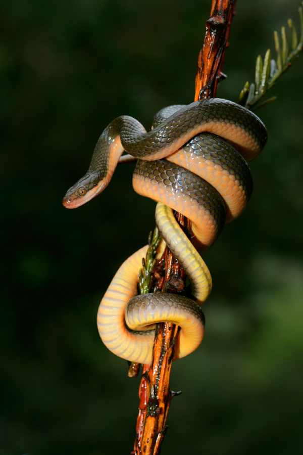 Aurora House Snake
