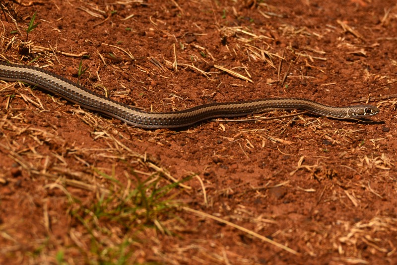 Crossed Whip Snake crossing a road