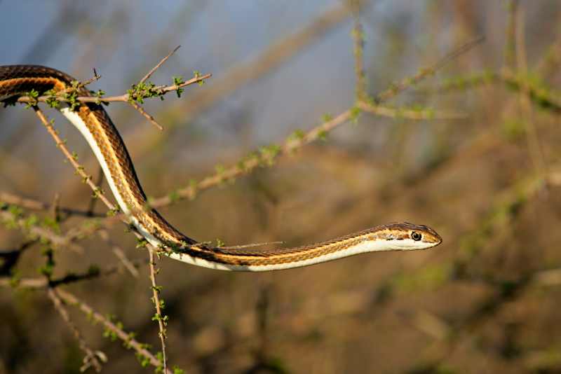 Fork-marked Sand Snake