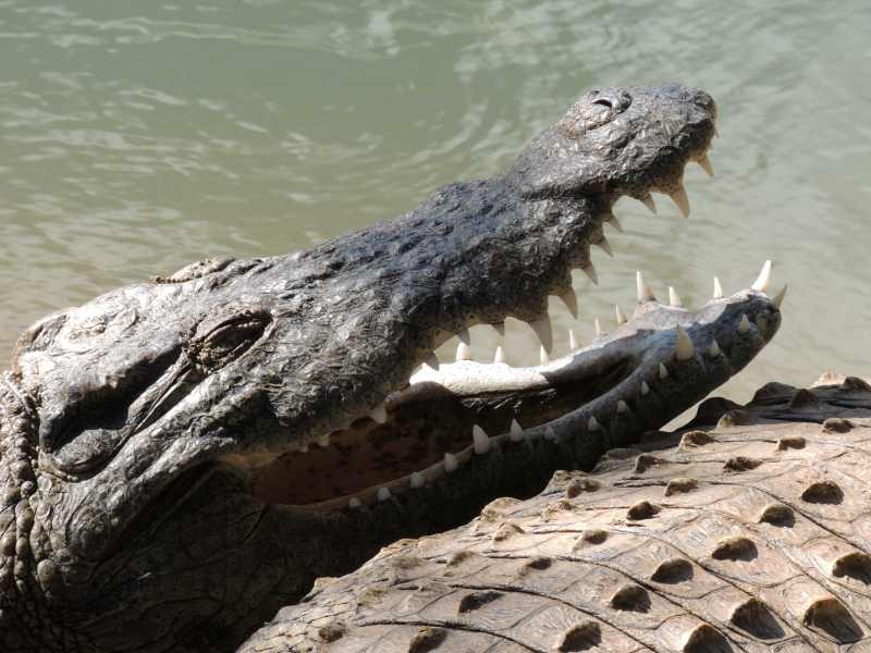 Nile Crocodile showing a scary set of teeth