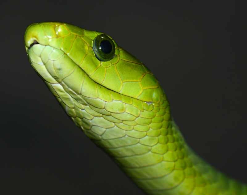 Green Mamba