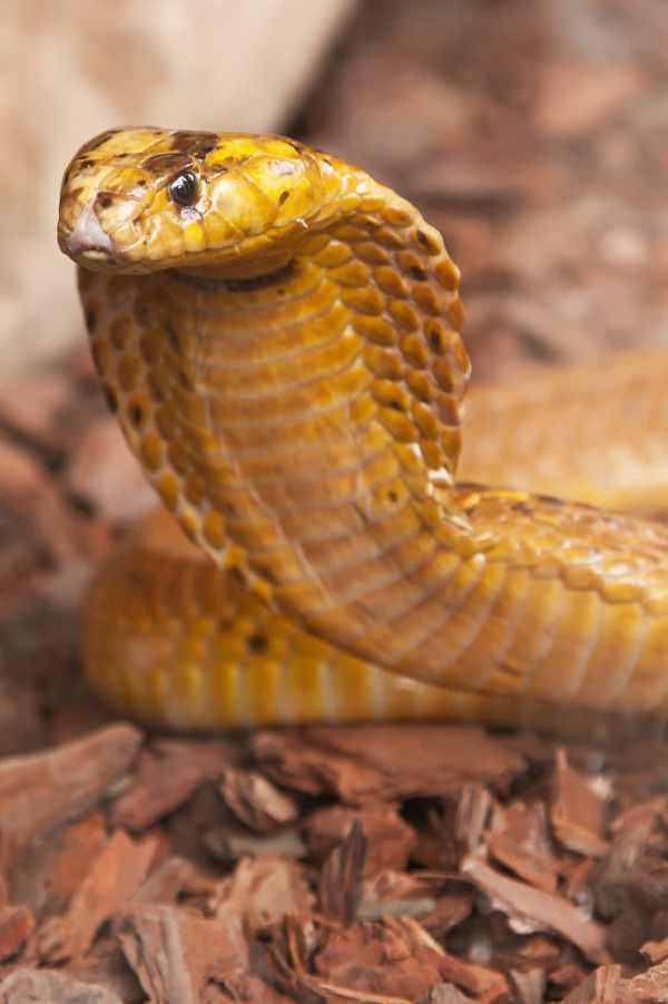 Cape Cobra