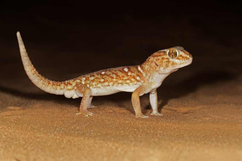 Giant Ground Gecko