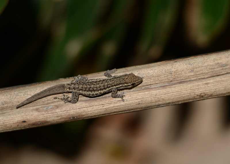 Cape Gecko