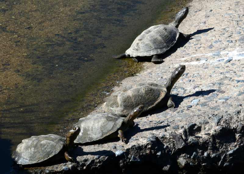 Serrated Hinged Terrapin