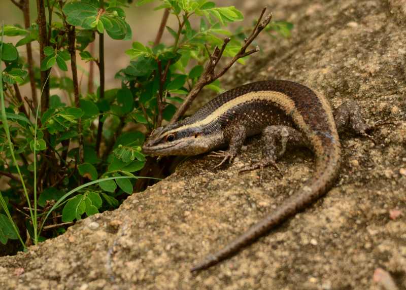 Striped Skink