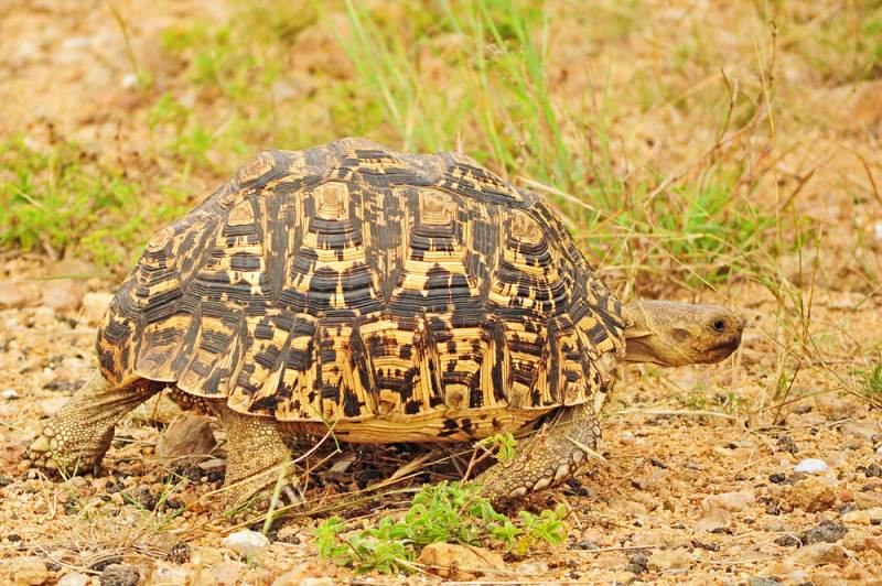 Leopard Tortoise