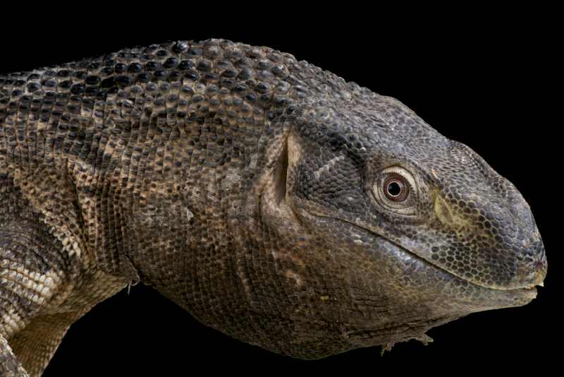 A Rock Monitor portrait