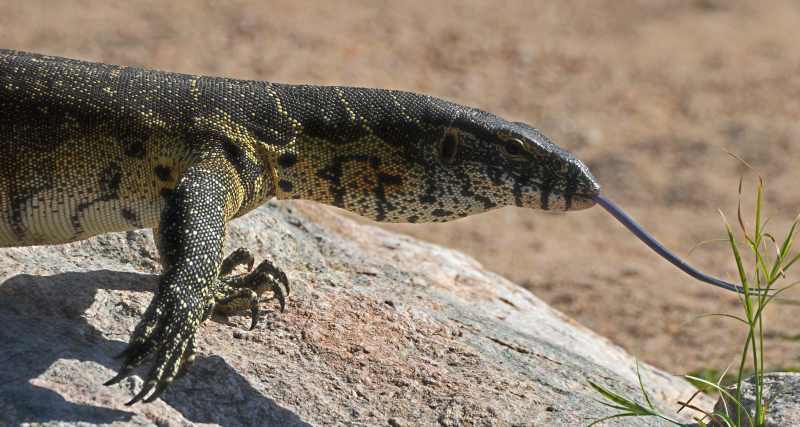 Nile Monitor