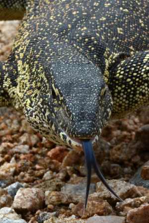Nile Monitors tongue