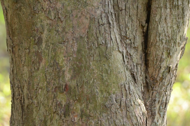 Bark of the Umzimbeet tree