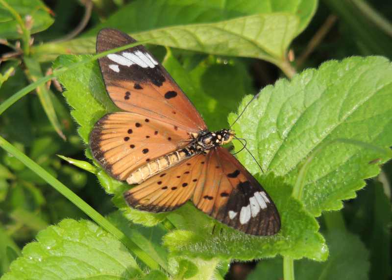 The White-barred Acraea looks a bit like an African Monarch