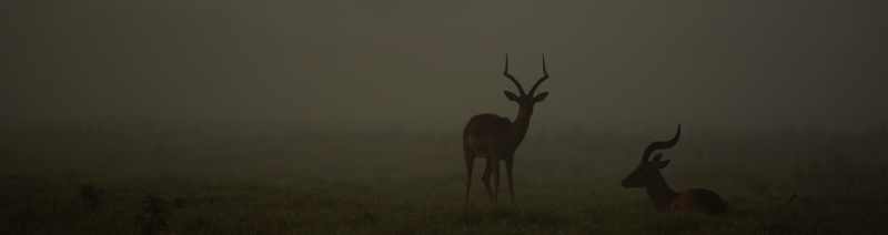Misty morning shot of Impala at Tala Private Game Reserve