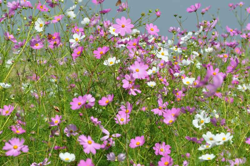 A patch of Cosmos along the side of the N3 in the Free State