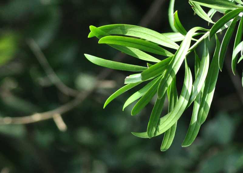 Leaves of a Real Yellowwood tree