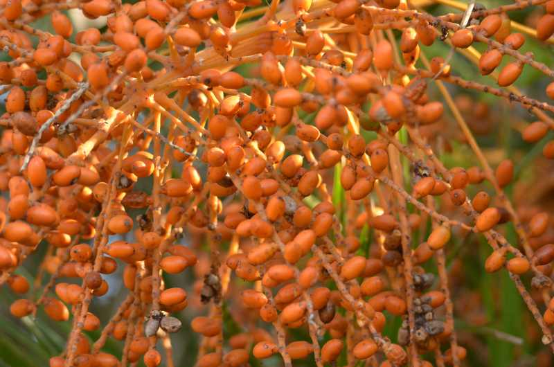 Ripe fruit of the Wild Date Palm
