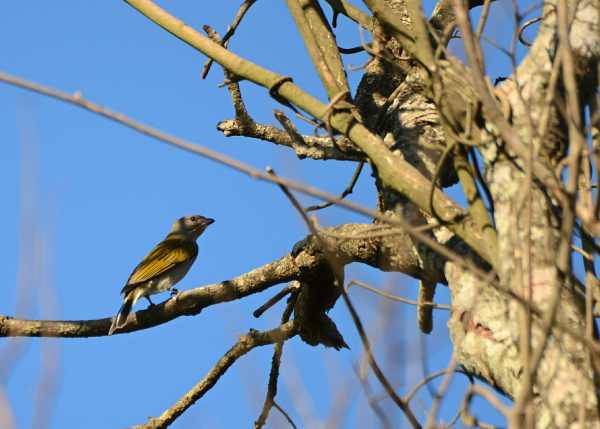 Lesser Honeyguide at Vernon Crookes Nature Reserve