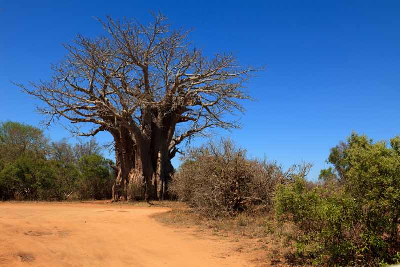 Baobab