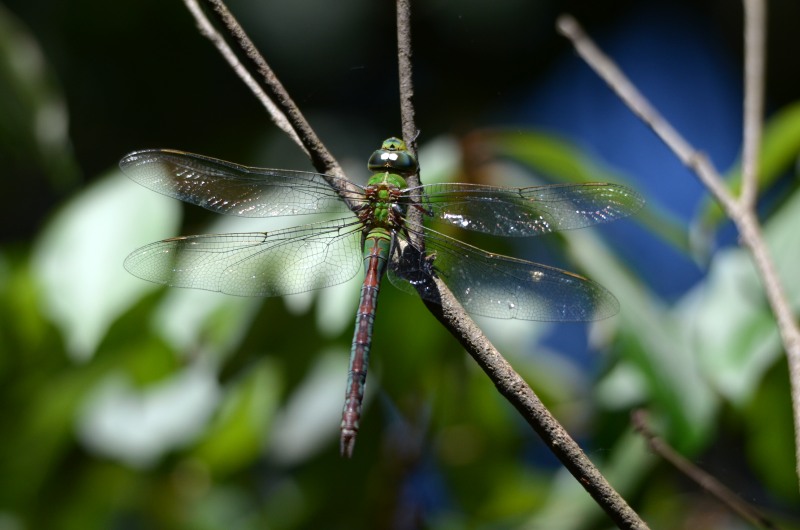 Female Blue Emperor dragonfly - Anax imperator