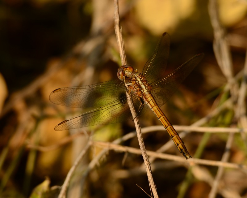 Female Epaulet Skimmer