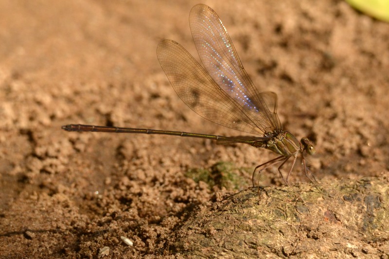 Glistening Demoiselle