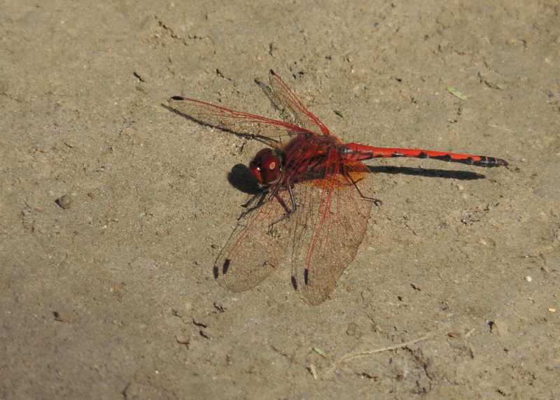 Red-veined Dropwing