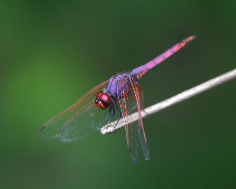 Violet Dropwing