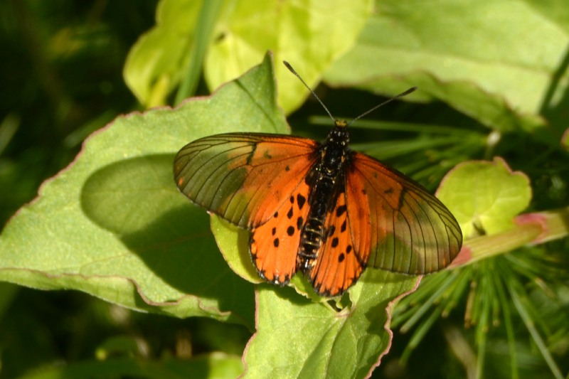 Garden Acraea
