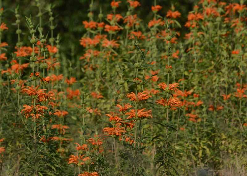 Wild Dagga plants can often be found in dense colonies