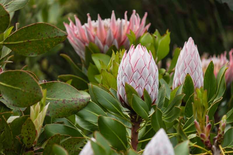 King Protea