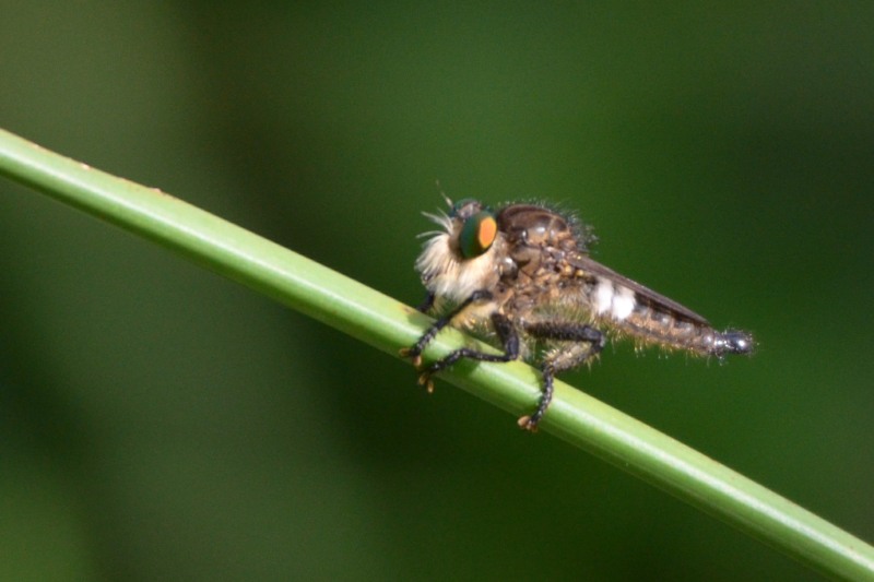 Robber Fly
