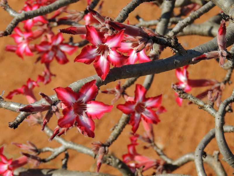 Impala Lilies at Malelane Gate