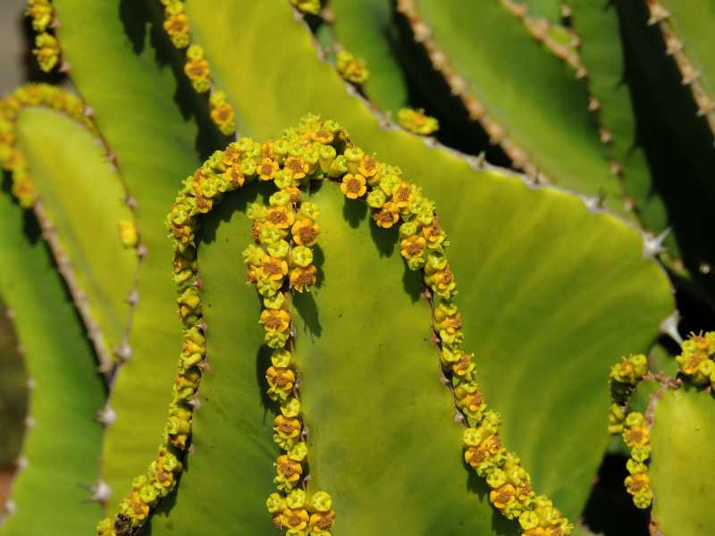 Euphorbias at Malelane Gate