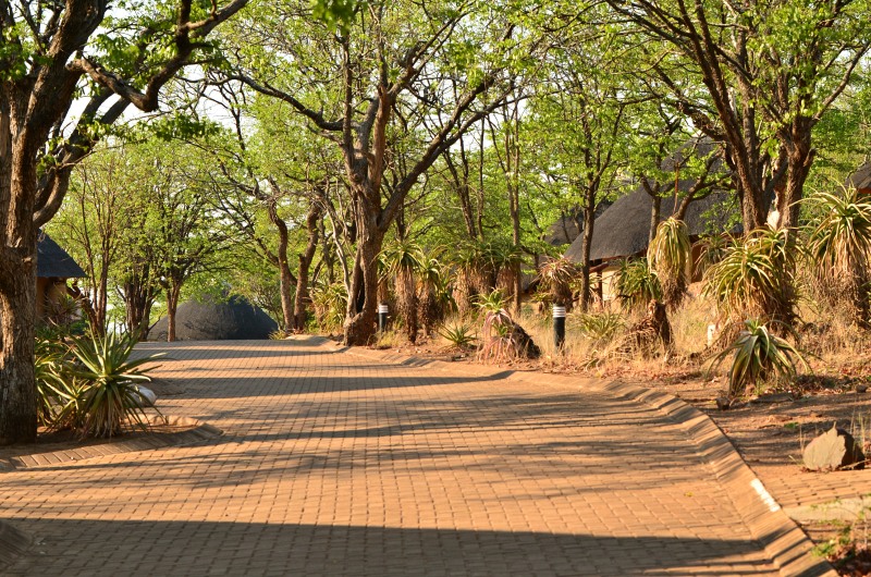The trees attract many birds