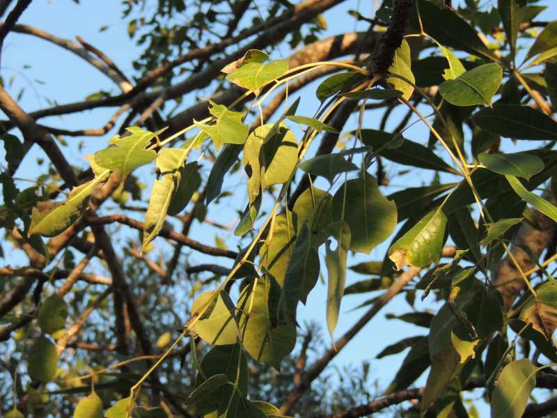Leaves of a Marula Tree