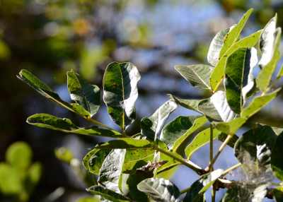 Leaves of a Sausage Tree