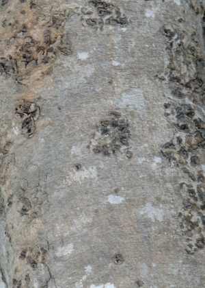 Bark of a Sausage Tree